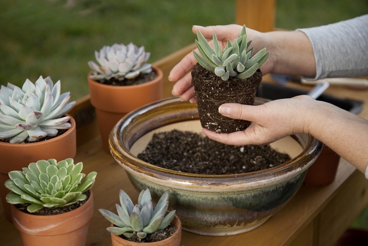 Succulents