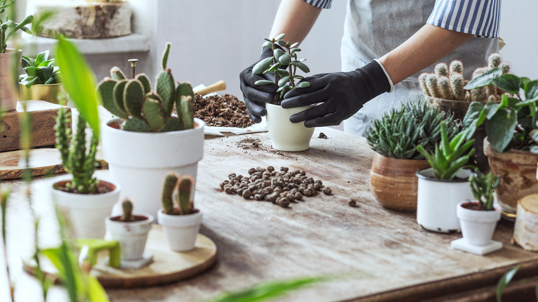 Succulents